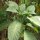 Trombone dangelo (Brugmansia suaveolens) semi