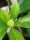 Sanango (Brunfelsia grandiflora) semi
