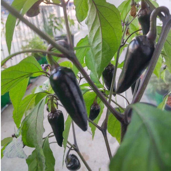 Peperoncino Poblano Mulato Isleno (Capsicum annuum) semi