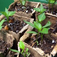 Peperoncino Poblano Mulato Isleno (Capsicum annuum) semi