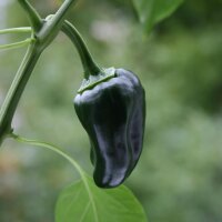 Peperoncino Poblano Mulato Isleno (Capsicum annuum) semi