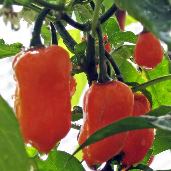 Peperoncino Habanero (Capsicum chinense) semi