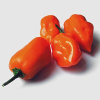 Peperoncino Habanero (Capsicum chinense) semi