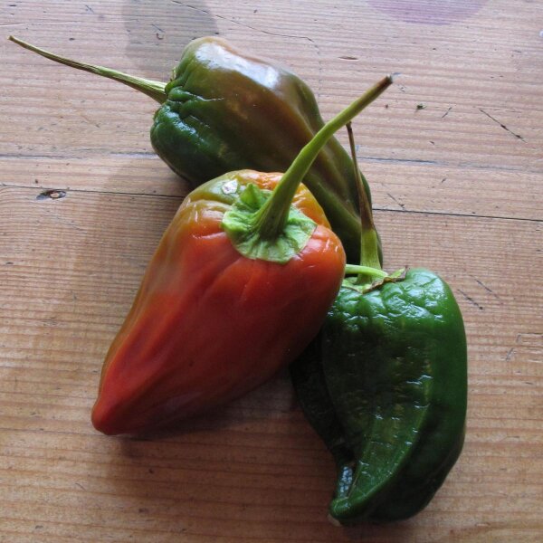 Peperoncino Poblano (Capsicum annuum) semi