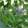 Peperoncino Rocoto (Capsicum pubescens) semi