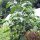 Peperoncino Rocoto (Capsicum pubescens) semi