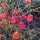 Peperoncino Bishops Crown (Capsicum baccatum) biologico semi
