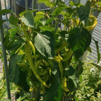 Peperone sigaretta lombardo (Capsicum annuum) semi