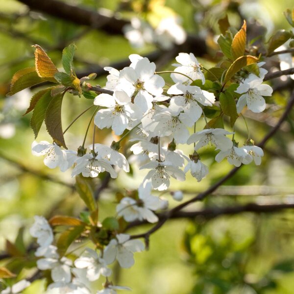 Semi di Ciliegio (Prunus Avium)