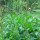 Farinello buon-enrico (Chenopodium bonus-henricus) semi