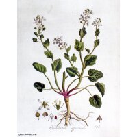Coclearia medicinale (Cochlearia officinalis) semi