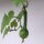 Zucca Waltham Butternut (Cucurbita moschata) semi