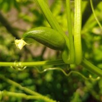 Caigua (Cyclanthera pedata) semi