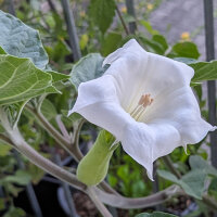 Toloache (Datura inoxia) semi