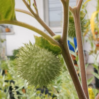 Toloache (Datura inoxia) semi