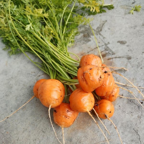 Carota tonda di Parigi (Daucus carota) semi