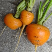 Carota tonda di Parigi (Daucus carota) semi