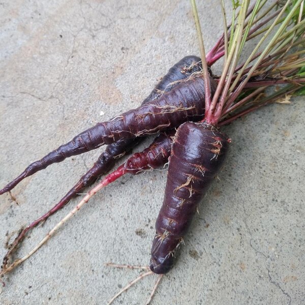 Carota viola Zanahoria morada (Daucus carota) semi