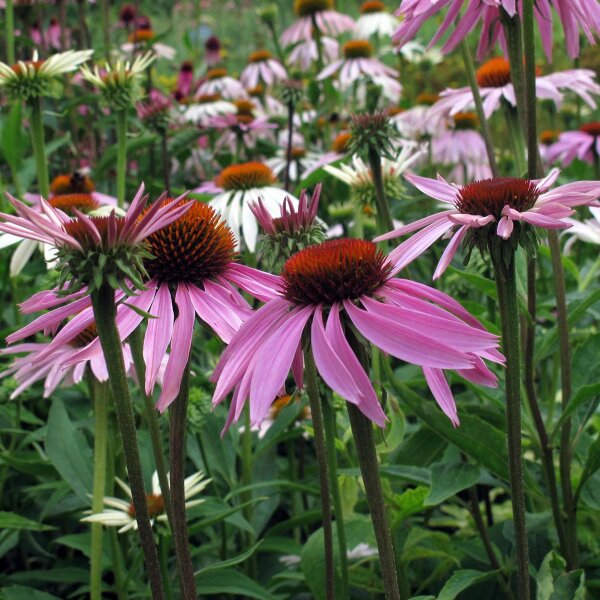 Echinacea purpurea (Echinacea purpurea) semi