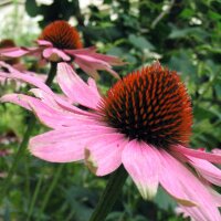 Echinacea purpurea (Echinacea purpurea) semi