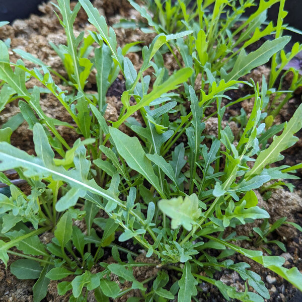 Rucola selvatica (Diplotaxis muralis) semi