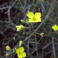 Rucola selvatica (Diplotaxis muralis) semi