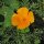 Papavero della California (Eschscholzia californica) semi