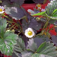 Fragola alpina (Fragaria vesca var. semperflorens) semi