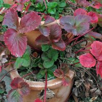 Fragola alpina (Fragaria vesca var. semperflorens) semi