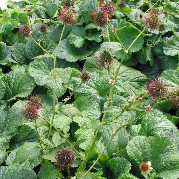 Garofanaia (Geum urbanum) semi