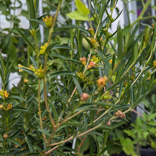 Sinicuichi (Heimia salicifolia) semi