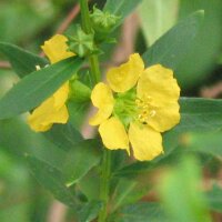 Sinicuichi (Heimia salicifolia) semi