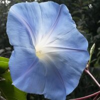 Campanella tricolore Heavenly Blue (Ipomoea tricolor) semi