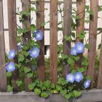 Campanella tricolore Heavenly Blue (Ipomoea tricolor) semi