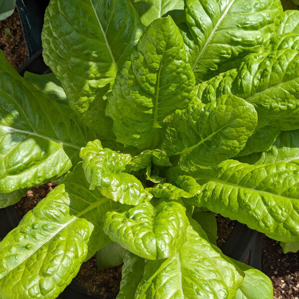 Lattuga romana Kasseler Strünkchen (Lactuca sativa) semi