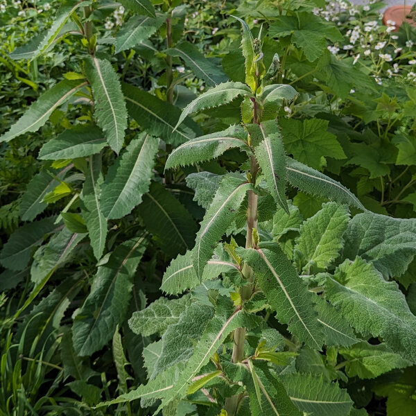 Lattuga selvatica (Lactuca virosa) semi