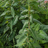 Lattuga selvatica (Lactuca virosa) semi