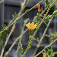 Lattuga selvatica (Lactuca virosa) semi