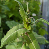 Lattuga selvatica (Lactuca virosa) semi