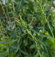 Lattuga selvatica (Lactuca virosa) semi