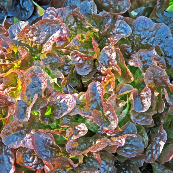 Lattuga cocarde Salad Bowl (Lactuca sativa)  semi