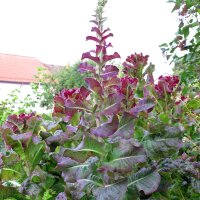 Lattuga cocarde Salad Bowl (Lactuca sativa)  semi