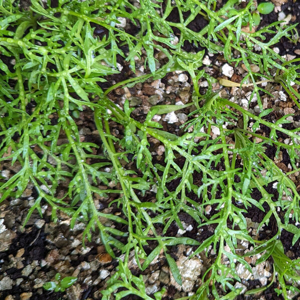 Maca (Lepidium meyenii) semi