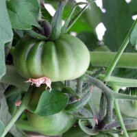 Pomodoro "Marmande" (Solanum lycopersicum) semi