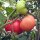 Pomodoro Rosa di Berna (Solanum lycopersicum)  semi