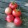 Pomodoro Rosa di Berna (Solanum lycopersicum)  semi