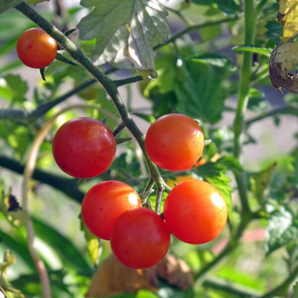 Pomodoro selvatico Rote Murmel (Solanum pimpinellifolium) semi