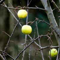 Melo Bittenfelder Sämling (Malus domestica) semi