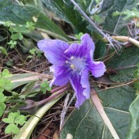 Mandragora autunnale (Mandragora autumnalis) semi