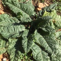 Mandragora autunnale (Mandragora autumnalis) semi